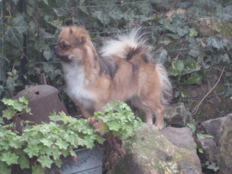 Dâkinî du bois des filaos